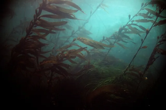 Sitka Snorkel Tour at Magic Island - Image 5