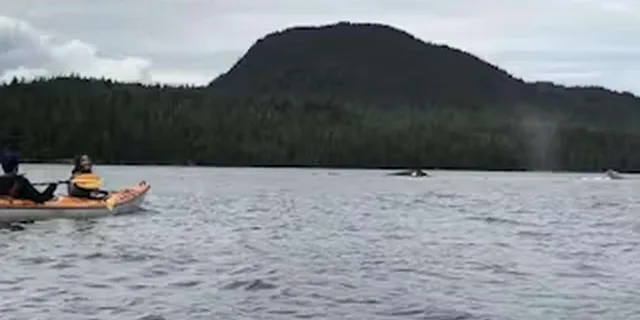 Ketchikan Kayak Eco-Tour in Clover Pass - Image 5