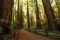 San Francisco Alcatraz and Muir Woods Tour thumbnail 4