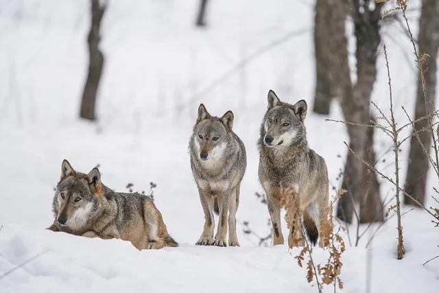 Yellowstone Winter Wildlife Private Tour - Image 1