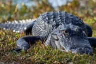 Naples 10,000 Islands Boat Tour & Everglades Walk thumbnail 2