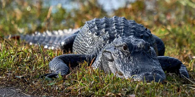 Naples 10,000 Islands Boat Tour & Everglades Walk - Image 2