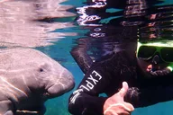 Crystal River Manatee Swim Tour thumbnail 4