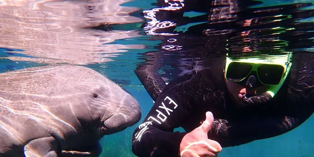 Crystal River Manatee Swim Tour - Image 4