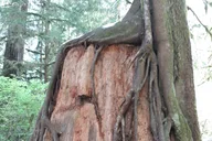 Olympic Peninsula Forest Tour thumbnail 4