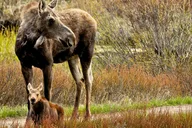 Grand Teton Wildlife Adventure at Sunrise thumbnail 2