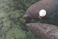 Crystal River Manatee Snorkeling Tour with Guide thumbnail 6