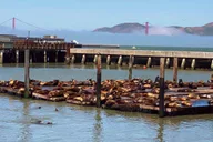 San Francisco Fisherman’s Wharf Tour with Bay Cruise thumbnail 2