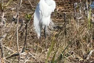 Miami Everglades Private Airboat Tour 4 hr thumbnail 2