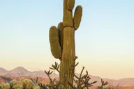 Scottsdale Hiking Tour in McDowell Sonoran Preserve thumbnail 2
