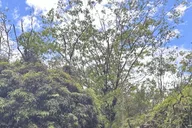 Maui Rainforest Adventure to Hana thumbnail 1