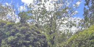 Maui Rainforest Adventure to Hana