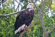Cape May Birding By Boat thumbnail 4