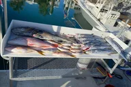 Key West Fishing Charter with Experienced Captain thumbnail 2