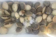 Crystal River Private Scalloping Adventure thumbnail 4