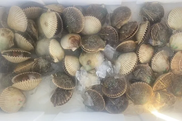 Crystal River Private Scalloping Adventure - Image 4