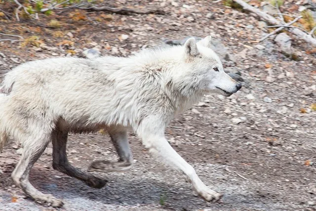 Bozeman Yellowstone Wildlife Safari - Image 6