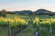 San Francisco Coastal Redwoods and Wine Country Tour thumbnail 4
