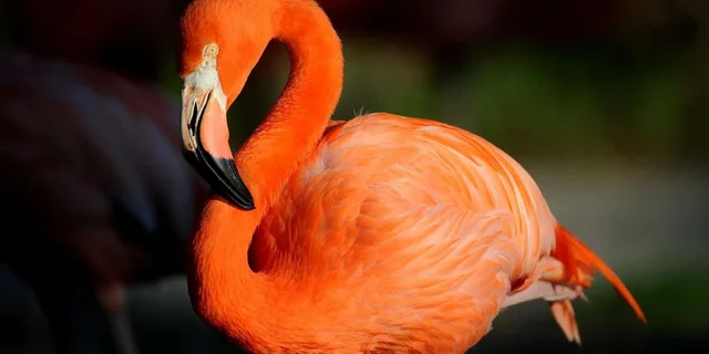 Miami Zoo Admission Ticket - Image 3
