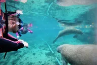 Crystal River Manatee Snorkel Tour 3 hr thumbnail 2
