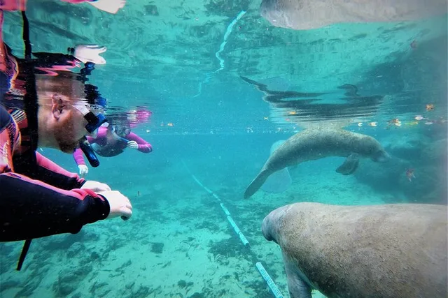 Crystal River Manatee Snorkel Tour 3 hr - Image 2