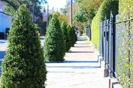 New Orleans Garden District Walking Tour thumbnail 6