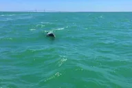 Anna Maria Island Dolphin Watching Boat Tour thumbnail 2