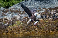 Skagway Chilkoot Lake Kayaking Adventure thumbnail 2