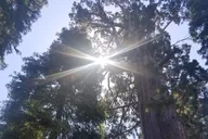 Kings Canyon National Park Day Tour thumbnail 2