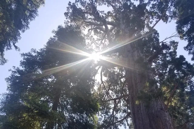 Kings Canyon National Park Day Tour - Image 2