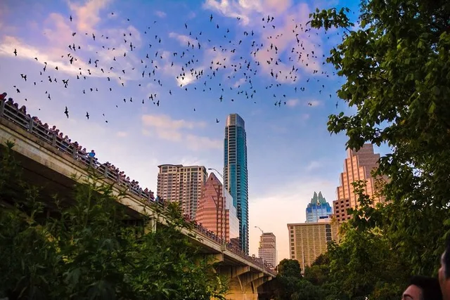 Austin Kayaking Bat Tour at Congress Bridge - Image 5