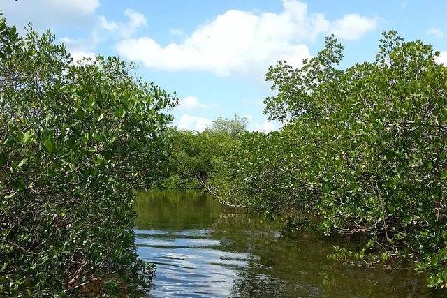 Everglades Wildlife Eco Tour - Image 5