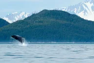 Juneau Whale Watching Cruise with Snacks thumbnail 5