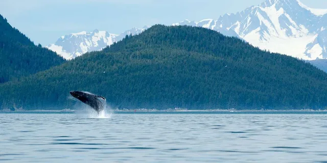 Juneau Whale Watching Cruise with Snacks - Image 5