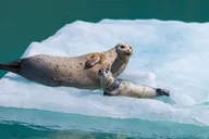 Seward Kenai Fjords Glacier & Wildlife Cruise 6 hr thumbnail 2