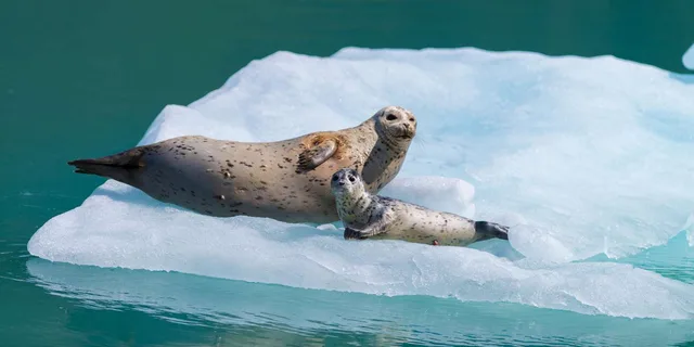Seward Kenai Fjords Glacier & Wildlife Cruise 6 hr - Image 2