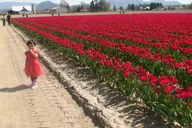 Skagit Valley Tulip Festival Tour in SUV thumbnail 1