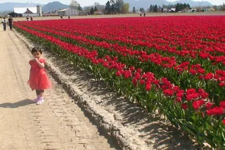 Skagit Valley Tulip Festival Tour in SUV