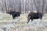 Jackson Hole Grand Teton National Park Sunset Tour thumbnail 1