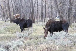 Jackson Hole Grand Teton National Park Sunset Tour