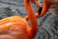 New York Bronx Zoo Tour with Private Transfers thumbnail 1