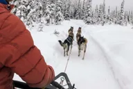 Willow Dog Sledding Adventure thumbnail 4