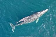 Oceanside Whale Watching Tour 2 hr thumbnail 6