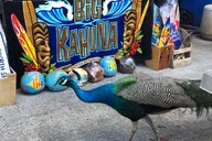Oahu North Shore Eat & See Tour thumbnail 3