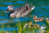 San Francisco Wildlife Walking Tour 90 min thumbnail 3