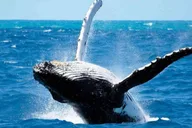 Maui Whale Watching Tour 1.5 Hours thumbnail 4