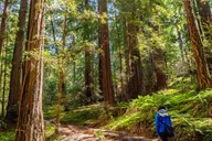 San Francisco Golden Gate Sausalito Muir Woods Private Tour thumbnail 3