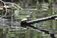 Amelia Island Kayak Rental Experience thumbnail 5