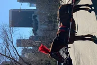 New York City Horse Carriage Ride in Central Park thumbnail 5