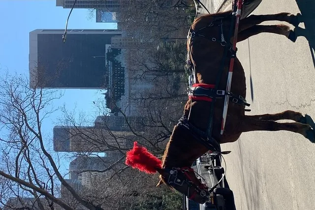 New York City Horse Carriage Ride in Central Park - Image 5